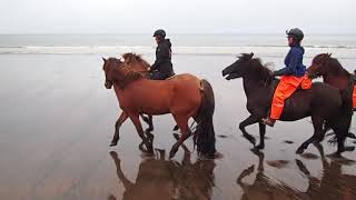 Eldhestar Icelandic Horse [upl. by Basir]