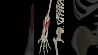 Wrist Joint Radial Deviation anatomy science 3danatomy humananatomy [upl. by Sayce]