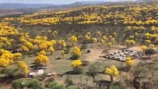 Florecimiento de los Guayacanes en Zapotillo [upl. by Schott]