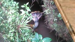 FAKE IMAGES  Five headed snake found in india [upl. by Sheline773]