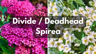 Deadhead amp Divide Spirea [upl. by Jasmin141]