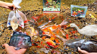 Catch toman fish catfish ornamental fish crabs lobsters glofish koi fish caviat fish [upl. by Nathanson744]