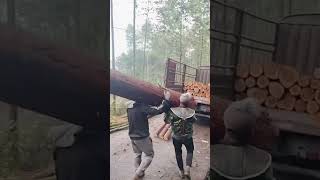 The process of carrying pine wood onto the truck [upl. by Kcinemod]