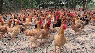 Feeding chickens how to raise chickens to grow quickly and evenlymy farm work [upl. by Silva]