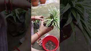 Repotting plants youtubeshort [upl. by Sandye]