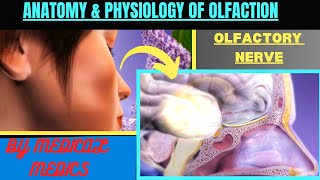 Olfactory System  Anatomy amp Physiology of Smell  Olfactory Nerve  Sense of Smell [upl. by Basset]