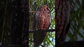 Beautiful long eared owl shorts birds animals [upl. by Asirahc285]