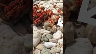 🦀 Crazy Crabs swapping shells 🤯 [upl. by Inaflahk]