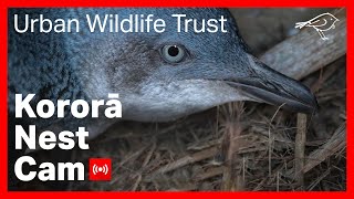 Kororā Little Blue Penguin Nest NIWA [upl. by Domini13]