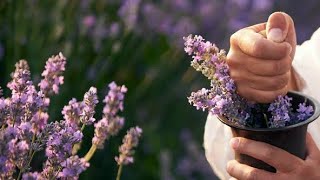 Lavenders Powerful Health Secrets  Lavenders Unbelievable Health Benefits [upl. by Ahsinom412]