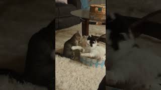 Frankenstein tries to dominate Bessie Boy Fails cats ufc catfight [upl. by Kelwin576]