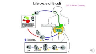 Balantidium coli [upl. by Holly]