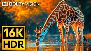 16K VIDEO ULTRA HD Dolby Vision HDR 120fps  Cutest Animals of The World Wildlife BGM [upl. by Tiloine]