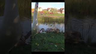 Swan Family in Barton Seagrave Kettering birds wildlife nature swans cygnets [upl. by Dawkins59]