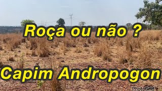 Capim Andropogon Roçar ou Não [upl. by Drarreg]