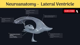 Lateral Ventricle of Brain  Parts  Boundaries  Choroid Plexus  Clinical Correlation [upl. by Anawik956]