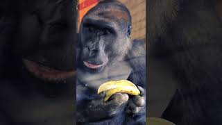 This is the best way to eat a banana gorilla mukbang asmr eating eating banana [upl. by Aimik322]