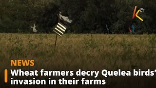 Wheat farmers decry Quelea birds’ invasion in their farms [upl. by Nedah]