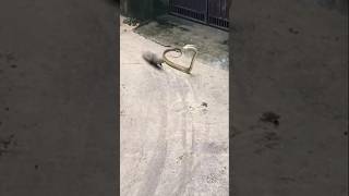 Mongoose vs snakeanimals animalfightandkids disney wildlife wildanimals [upl. by Nennarb593]