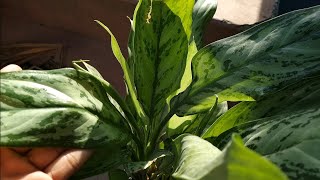 peace lily  How to Propagate  Repotting  Care Guide [upl. by Aidam]