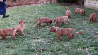 Fox Red Lab Puppies for Sale [upl. by Lesde916]