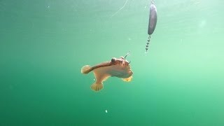 Fishing for Flatfish in Puget Sound [upl. by Eiggam]