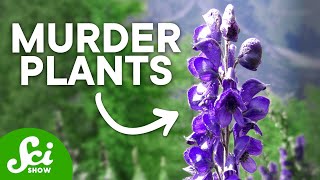 The Top 10 Deadliest Plants They Can Kill You [upl. by Kcirrek]