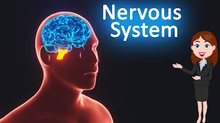 Nervous system  Control and Coordination 3D animated explanation 10th class  Science [upl. by Awra]