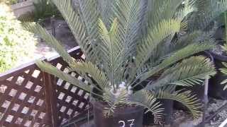 Cycad Encephalartos Sale [upl. by Querida506]