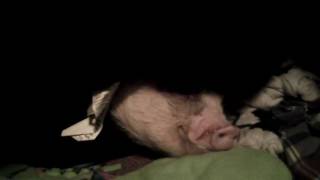 Hamlet the Mini Pig Wheres Hamlet [upl. by Tade]