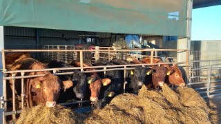 Farmer Pete shows us around the calves winter home [upl. by Leahcimauhsoj]