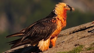 10 Aves Más Peligrosas Que No Creerás Que Existen [upl. by Nylesoj]