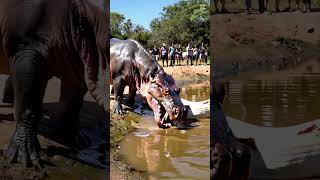 Hippo meets giant white python by the lake youtubeshorts pythonsnake animals giantpython snake [upl. by Ateuqahs]