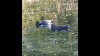 Lovely Gadwall couple male and female Shorts Gadwall Ducks [upl. by Glick]