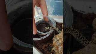 Atak pończosznika🐍 Thamnophis marcianus animals reptile snake [upl. by Euqor]