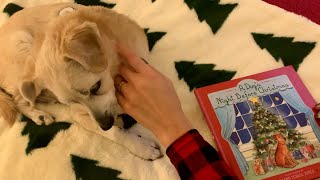 🎁 Third Day of Festivus quotA Dogs Night Before Christmasquot ASMR Storytime 🎄✨ [upl. by Donal]