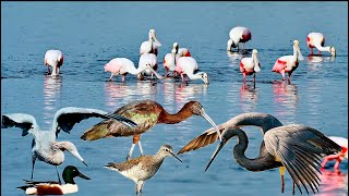 Birding along Black Point Wildlife drive among the mangrove marshes Merritt Island FL [upl. by Seidel]