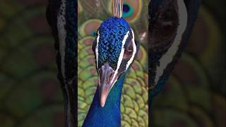 Why the Peacock is Natures Most Stunning Bird 🦚💖 shorts peacock [upl. by Alyn]