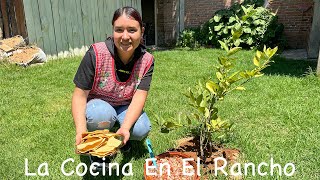 Comida Para Todos Con Menos De 100 Pesos La Cocina En El Rancho [upl. by Mellisa730]