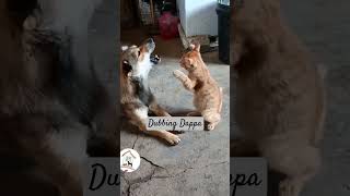 Funny Cat Mind Voice cat funny shortsfeed shorts dog funnyanimals comedy [upl. by Scever]