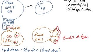 Tfh Helper T cell effector function [upl. by Alpert446]