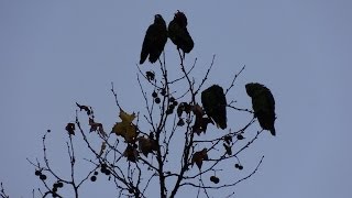 Wild California Parrot Flock Parrots 100 Talking amp Squawking [upl. by Ecirrehs957]