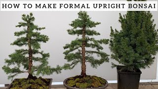 Making Formal Upright Bonsai from Alberta Spruce [upl. by Notyrb848]