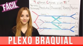 PLEXO BRAQUIAL FÁCIL EXPLICACIÓN  mnemotecnia ANATOMIA  Mentes Médicas [upl. by Ytsihc]