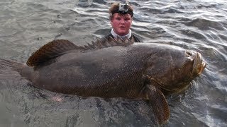 Monster Jewfish  Goliath Grouper Bridge Fishing [upl. by Jarrow]