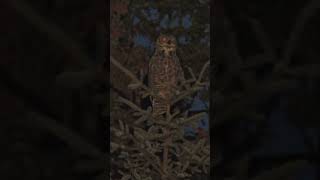 Why Owls Are the Most Fascinating Bird on Earth [upl. by Erehs652]