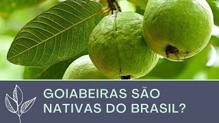 GOIABEIRA É NATIVA [upl. by Vola]