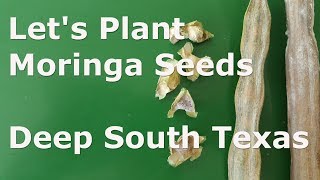 Lets Plant Moringa Seeds at Deep South Texas [upl. by Nnylsaj910]