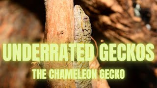 Underrated Gecko Species  Part 1 Chameleon Geckos [upl. by Allenotna]