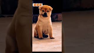 Love 💕 song music love lovesong tamil doglover [upl. by Eiroc]